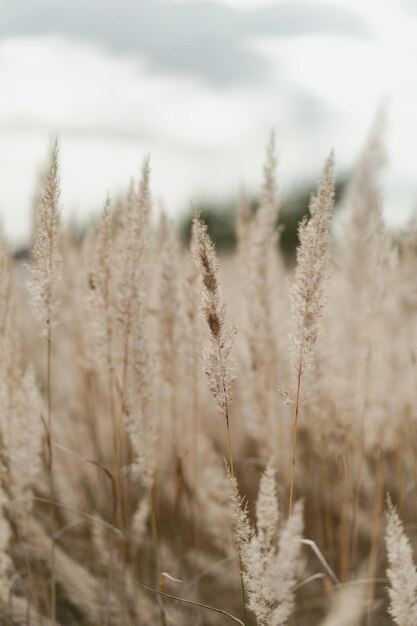 fond naturel, champ d'épillets.