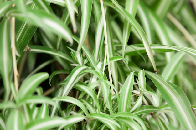 fond naturel avec des feuilles décoratives