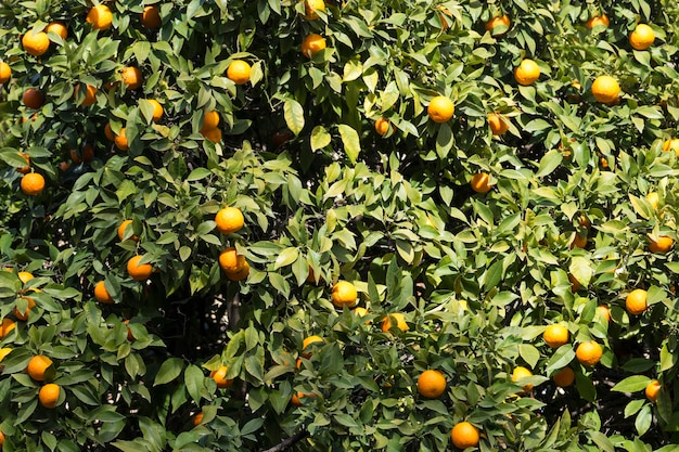 fond naturel avec des feuilles vertes et oranges