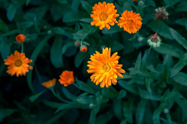 Fond naturel avec des fleurs orange vif parmi le feuillage