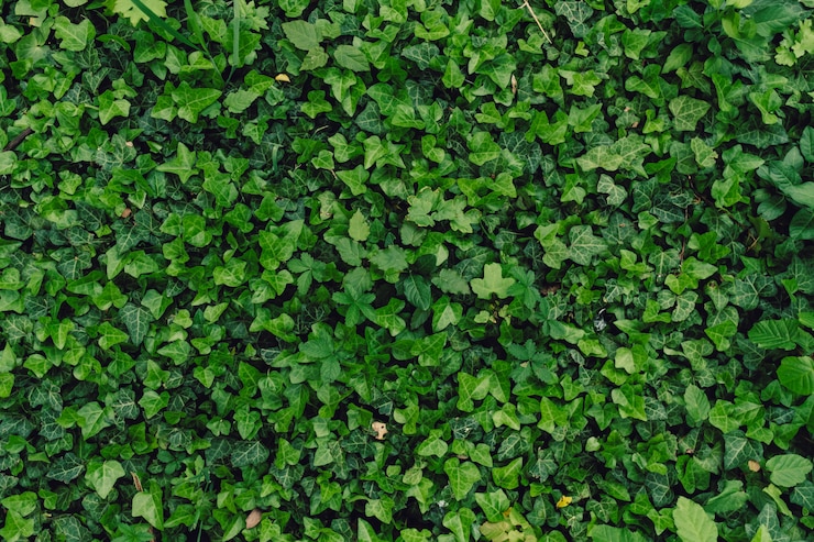 Photo gratuit fond naturel texturé de nombreuses feuilles vertes