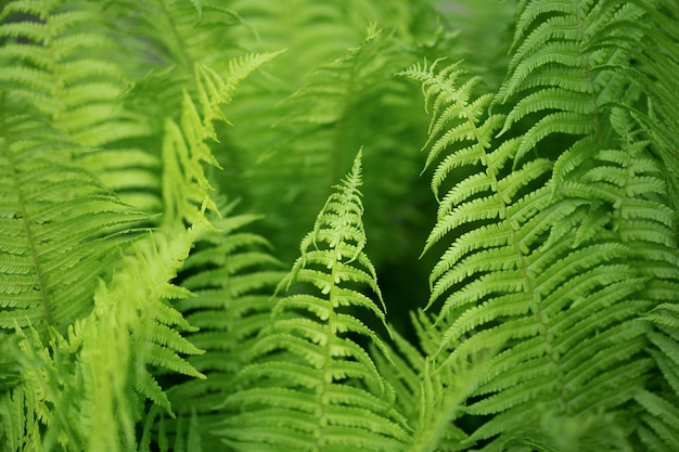 fond naturel vert, feuilles de fougère.