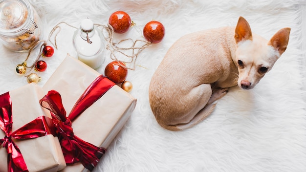 Fond de Noël avec un chien à côté des cadeaux