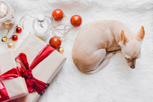 Photo gratuite fond de noël avec un chien