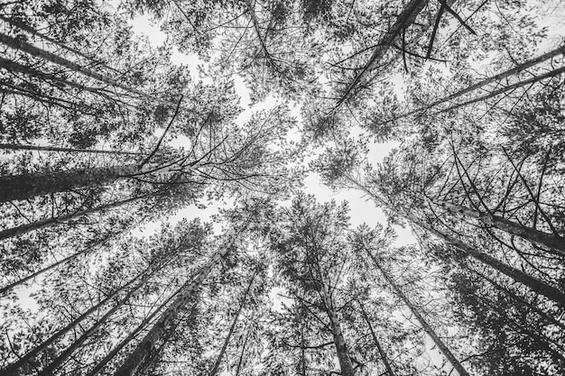 Fond noir et blanc de la cime des arbres