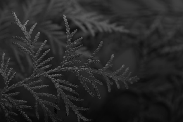 Photo gratuite fond noir avec des feuilles et la texture de la végétation