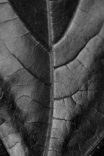 Fond noir avec des feuilles et la texture de la végétation