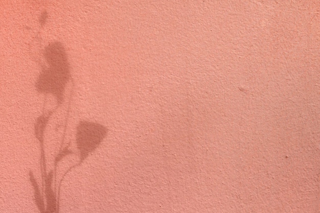 Fond avec ombre de branche florale sur béton rose