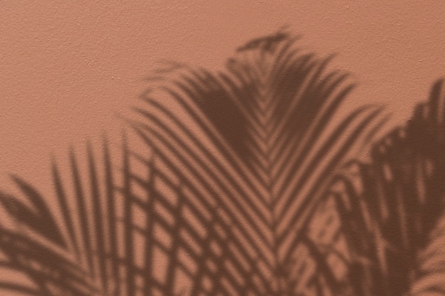 Fond avec l'ombre d'un palmier