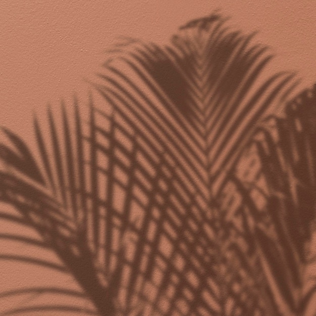 Fond avec l'ombre d'un palmier