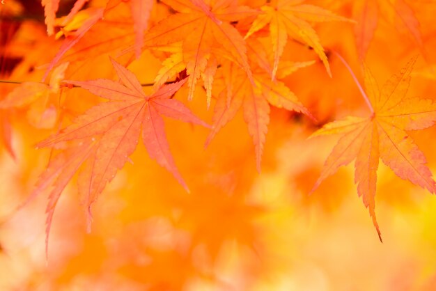 fond orange avec des feuilles