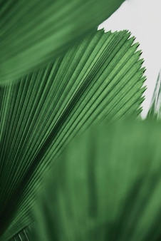 Fond de palmier feuille ébouriffé