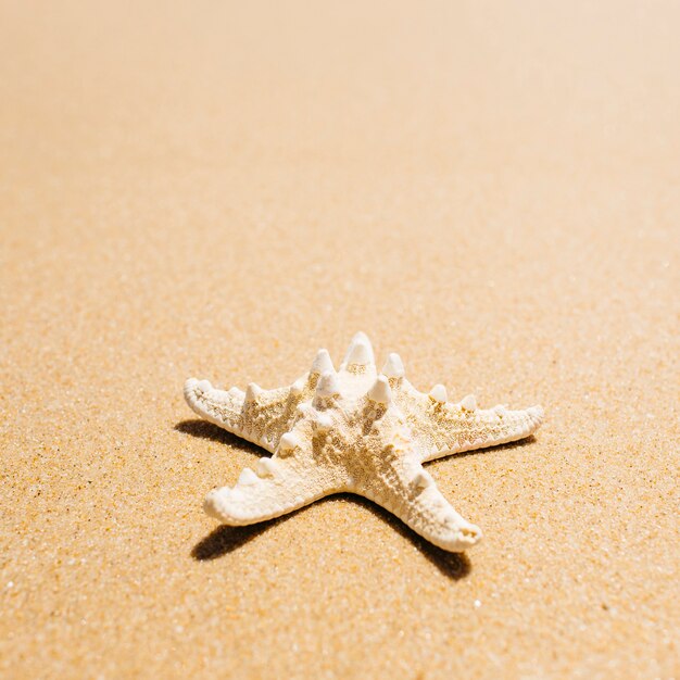 Fond de plage avec étoile de mer à proximité