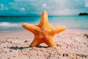 Photo gratuite fond de plage avec étoile de mer