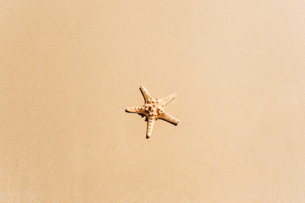 Fond de plage avec des étoiles de mer