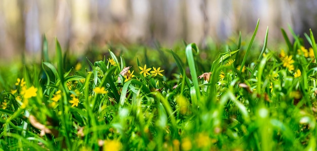 Fond de printemps avec de l'herbe verte et des fleurs de printemps jaunes dans la forêt