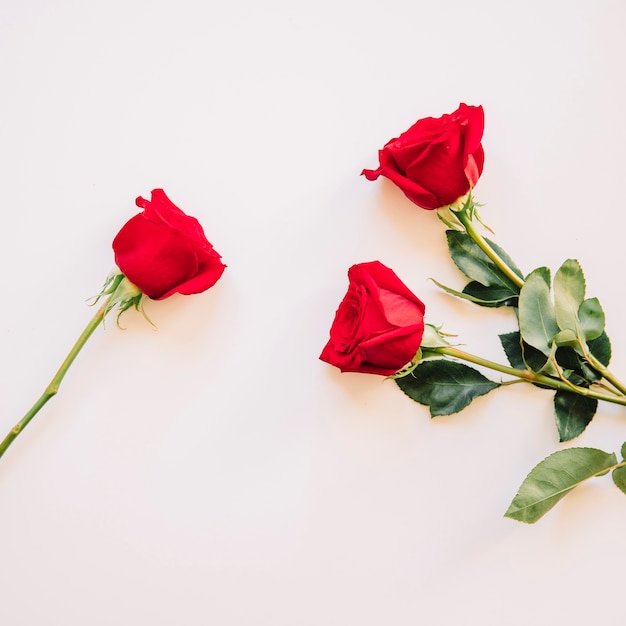 Photo gratuite fond avec des roses