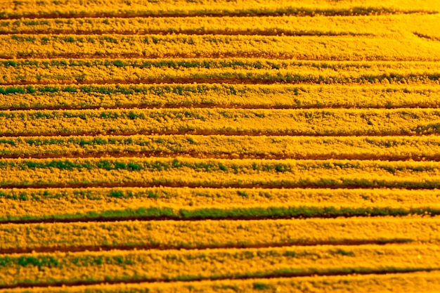 Fond de sable espace copie jaune