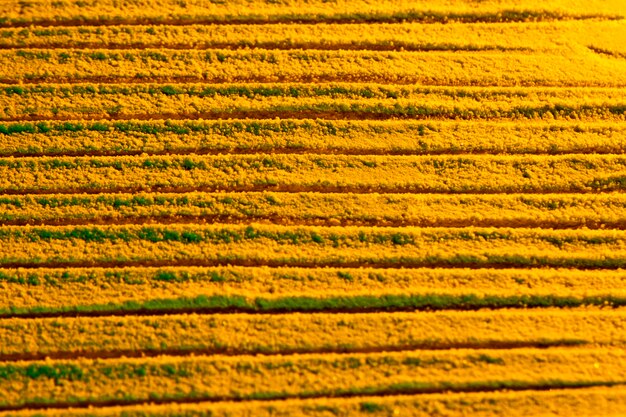 Fond de sable espace copie jaune