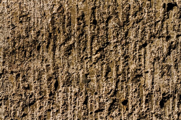 Fond de texture d'arbre en bois avec espace copie