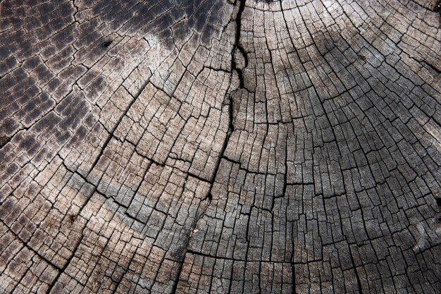 Fond texturé de couches de bûche de bois grunge