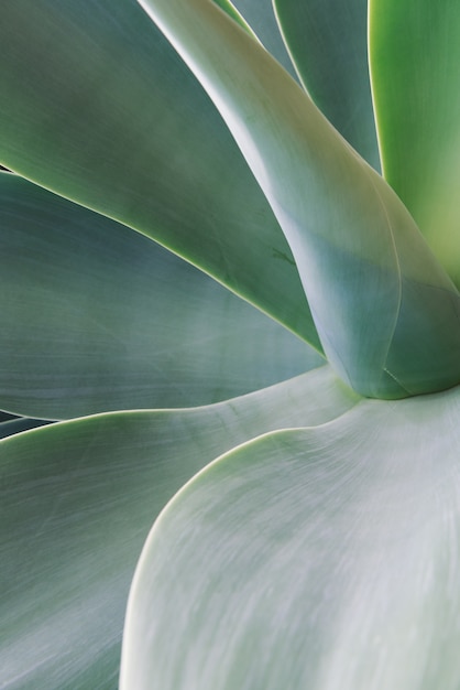 Fond De Texture De La Feuille D'agave