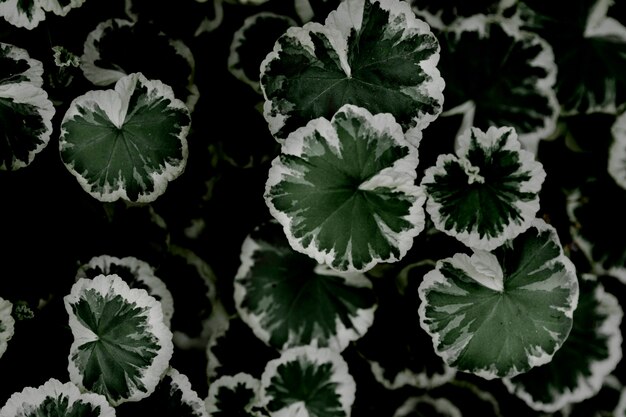 Fond de texture de feuilles tropicales blanc et vert foncé