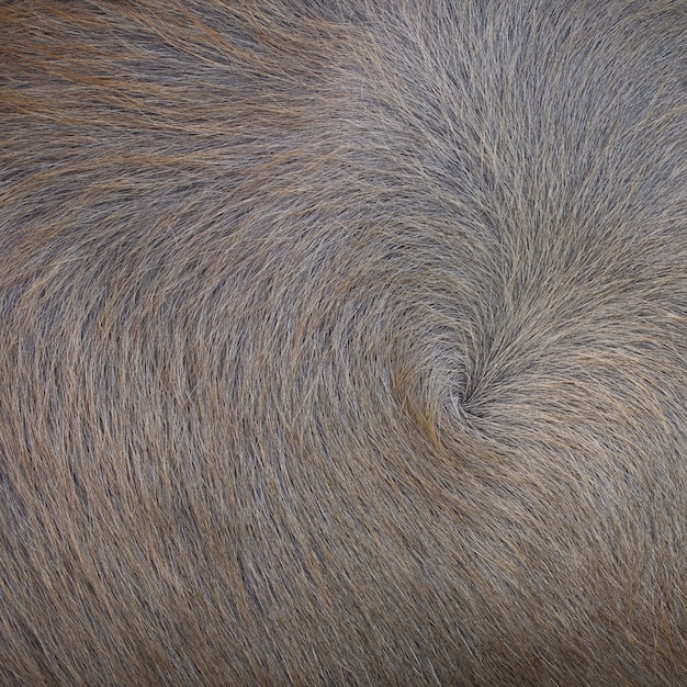 Fond de texture de fourrure de buffle