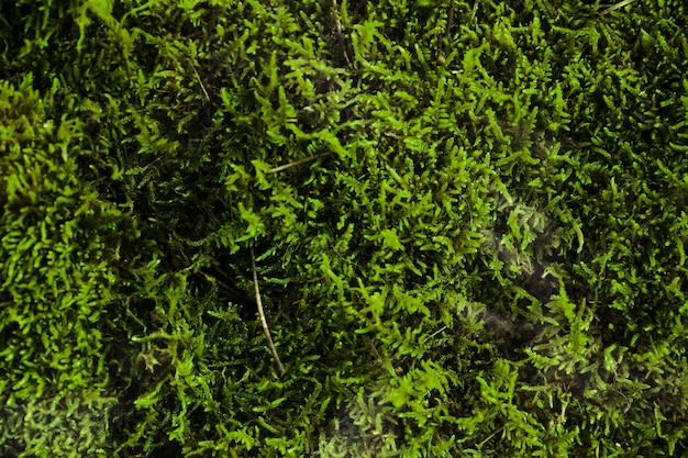 Fond de texture d&#39;herbe colorée