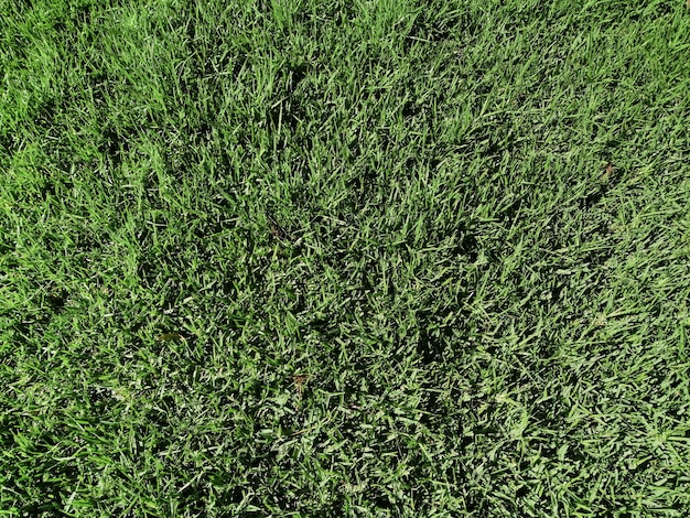 Fond de texture d'herbe naturelle