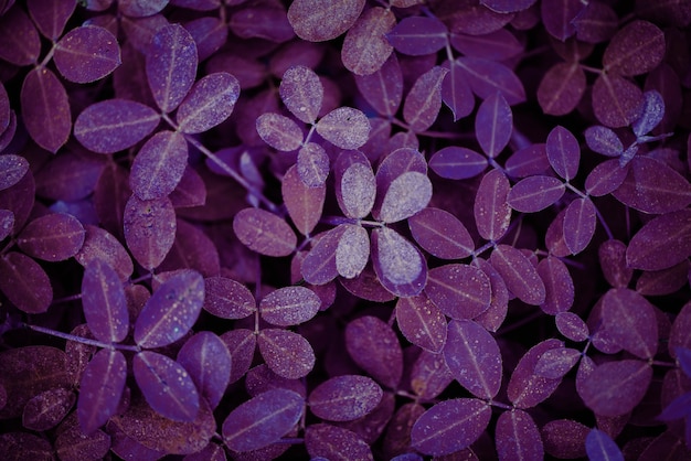 Fond texturé de plante à feuilles violettes