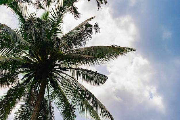 fond tropical, palmiers contre le ciel