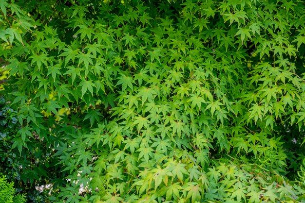 Fond vert des feuilles d&#39;érable.