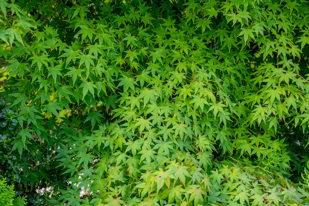 Fond vert des feuilles d&#39;érable.