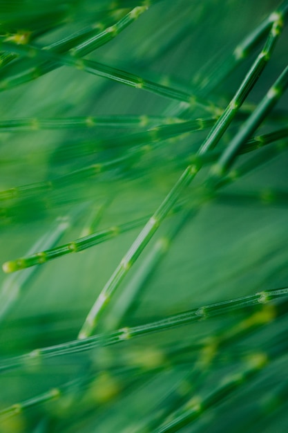 Fond vertical d'herbe verte
