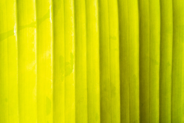 Fond de vue de face de feuille de bananier