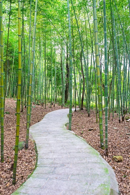 Footpath dans une forêt de bambous