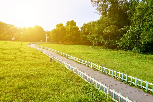 Footpath dans la prairie