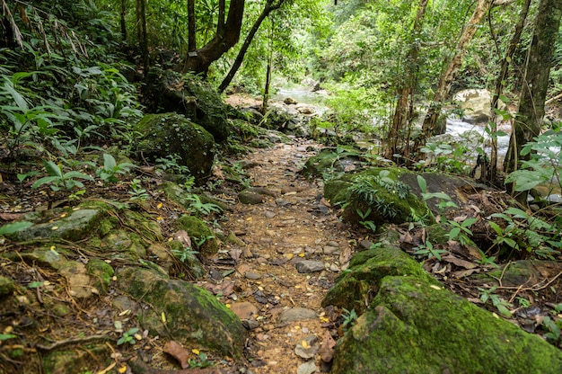 Forêt abondante en Thaïlande