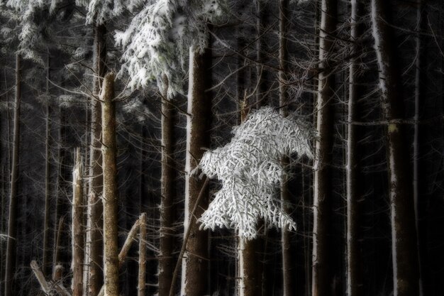 Forêt d'arbres sans feuilles couvertes de neige