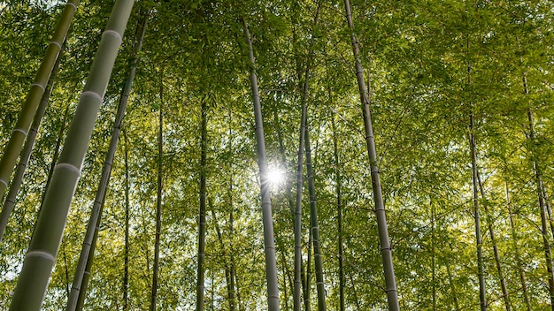 Photo gratuite forêt avec des arbres se bouchent