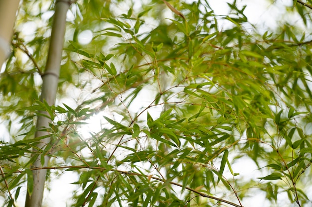 Photo gratuite forêt avec des arbres se bouchent