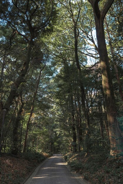 Forêt avec des arbres se bouchent