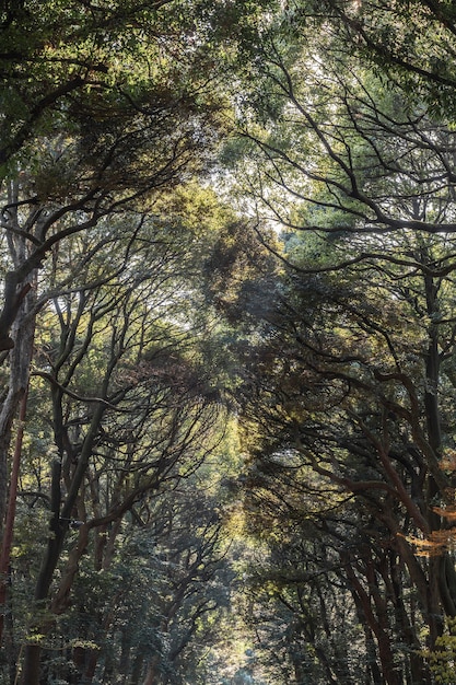 Forêt avec des arbres se bouchent