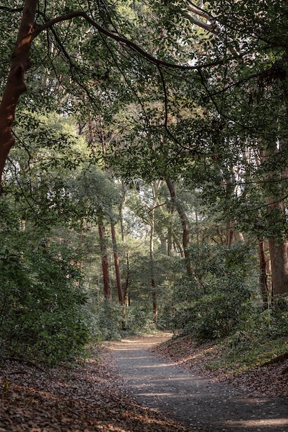 Forêt avec des arbres se bouchent