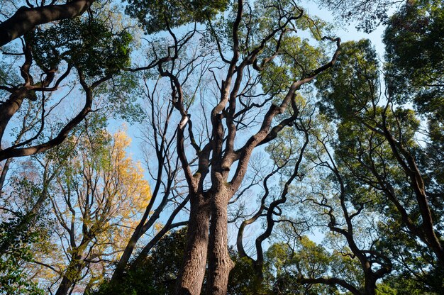 Forêt avec des arbres se bouchent