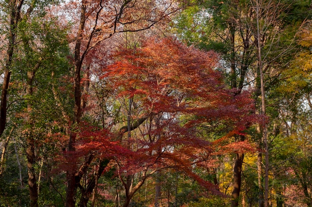 Forêt avec des arbres se bouchent