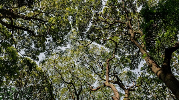 Forêt avec des arbres se bouchent