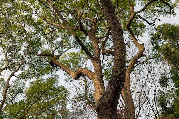 Forêt avec des arbres se bouchent