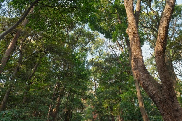 Forêt avec des arbres se bouchent